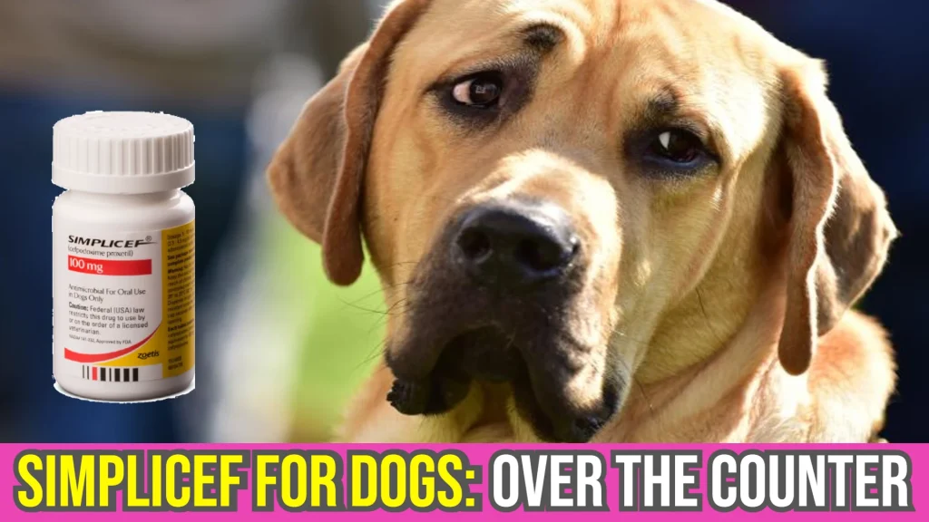 simplicef-for-dogs-over-the-counter-image