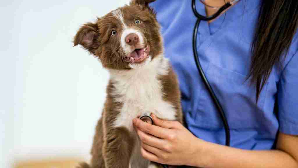 antibiotics-for-dogs-usage-and-dosage