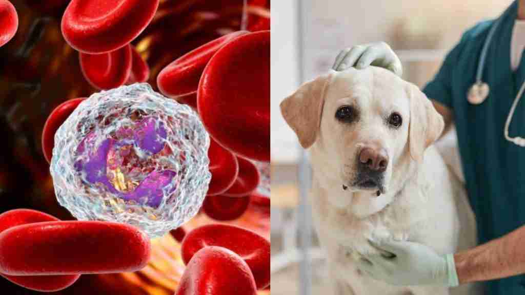 neutropenia-in-dogs-overview neutropenia-in-dogs-overview